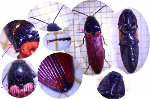 Ampedus sp.